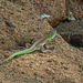 Rainbow Whiptail Lizard / Cnemidophorus lemniscatus, on the beach on Little Tobago island