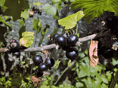 Schwarze Johannisbeere