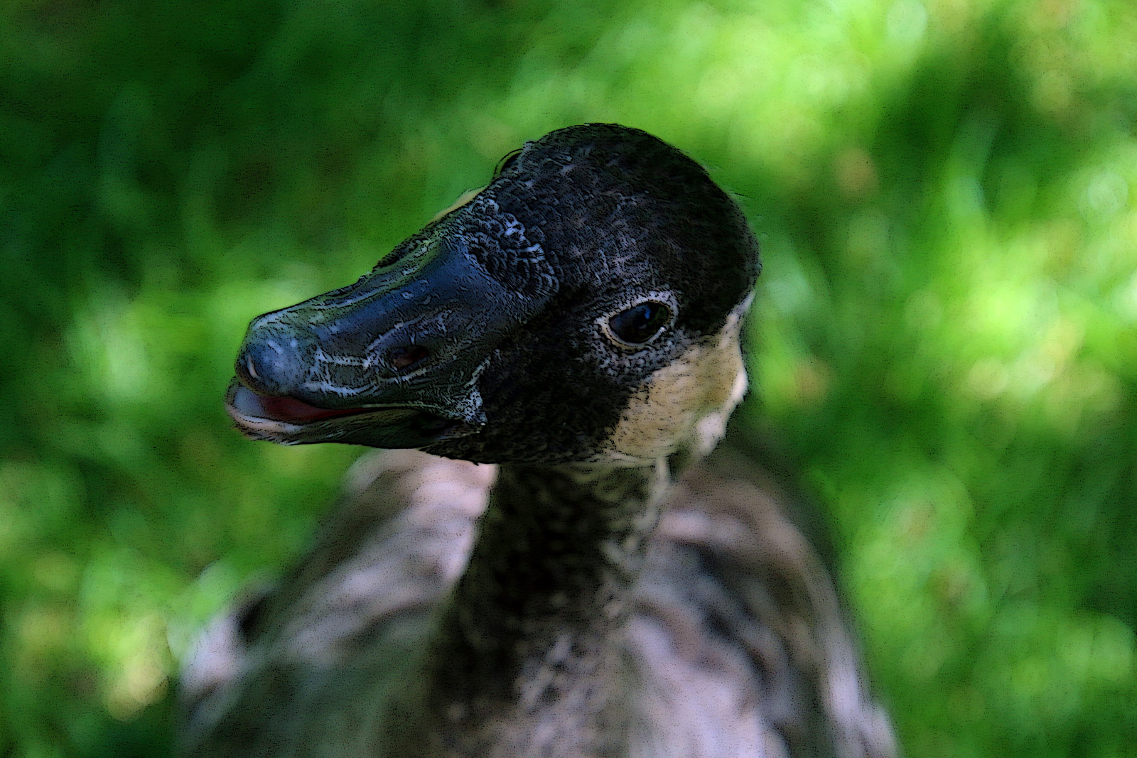 Nous avons parlé de la technique du plongeon en canard , j'ai beaucoup apprécié sa démonstration .