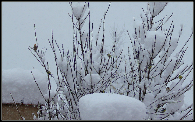 Arbre aux oiseaux - Courageuses petites boules