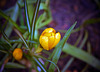 My Lone Yellow Crocus