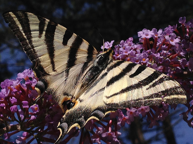 Mariposa tigre o Papilio Glaucus