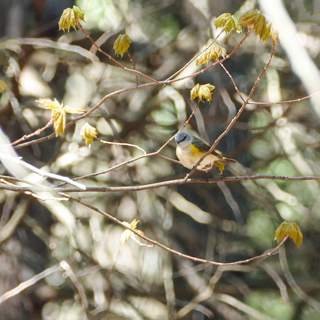 Day 12, unidentified bird, Cap Tourmente, Quebec