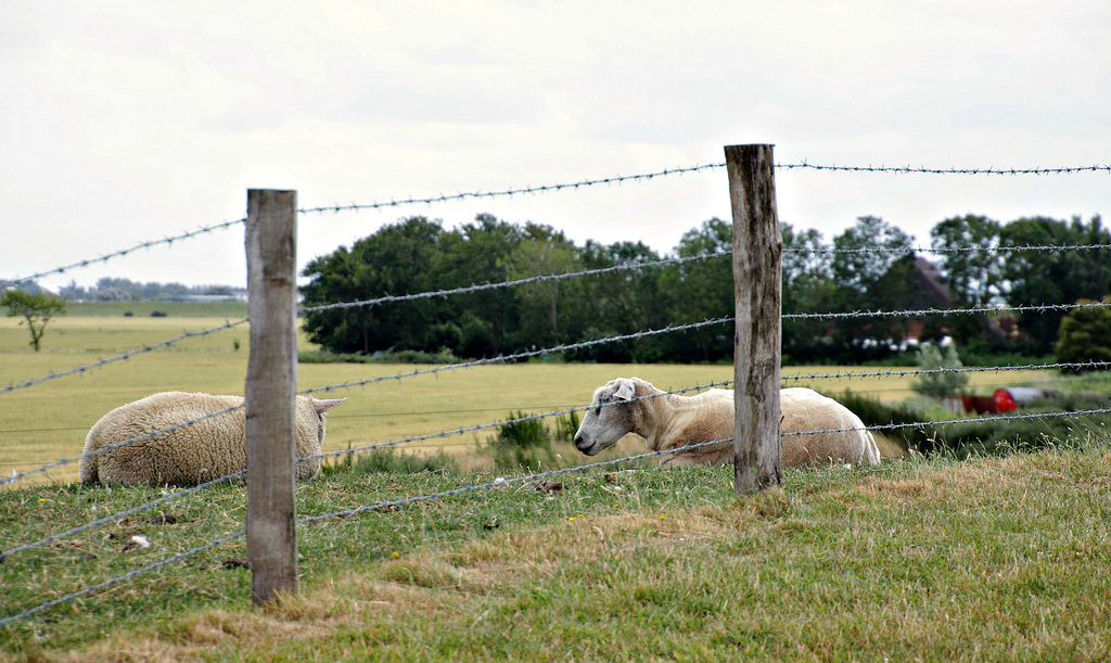 Protected Sheep - HFF!