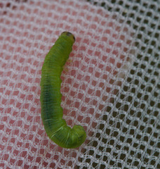 CaterpillarIMG 5621