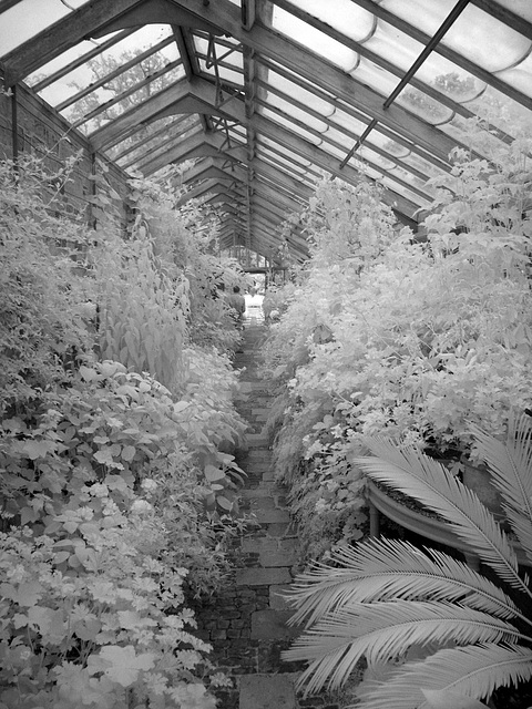 Profusion in the greenhouse