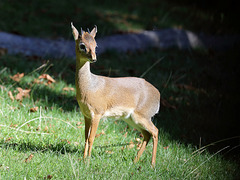 Kirk-Dikdik (Wilhelma)