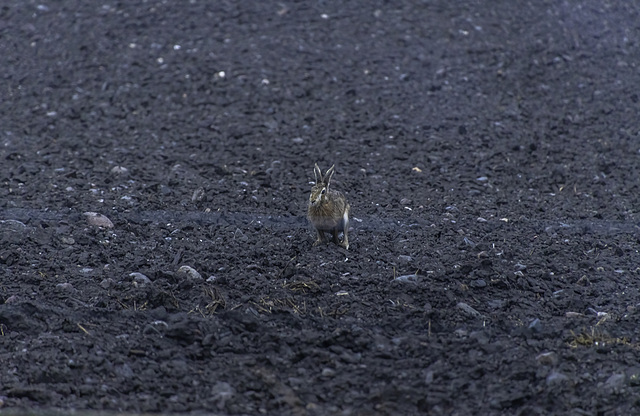 Hare in the field - watching