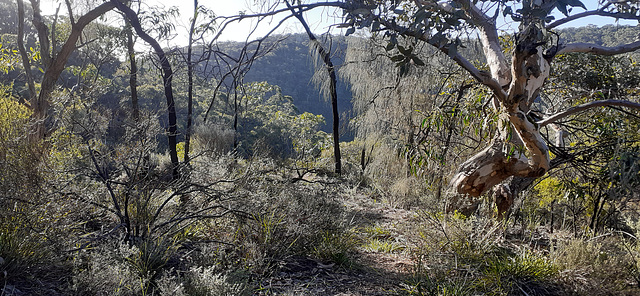 Cleland CP, Chinamans Hut Track, 17 Jul 2023