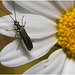 EF7A3938 Beetle