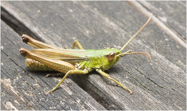 IMG 0032 Grasshopper