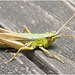 IMG 0032 Grasshopper