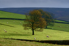 Autumn trees at Moorfield