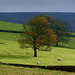 Autumn trees at Moorfield