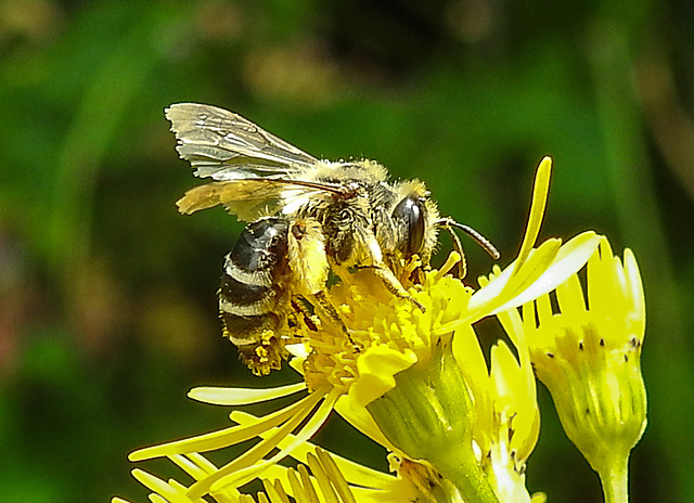 20230722 2798CPw [D~LIP] Jakops-Greiskraut, Bindensandbiene (Andrena flavipes), BS