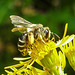 20230722 2798CPw [D~LIP] Jakops-Greiskraut, Bindensandbiene (Andrena flavipes), BS
