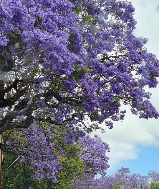 Jacarandah