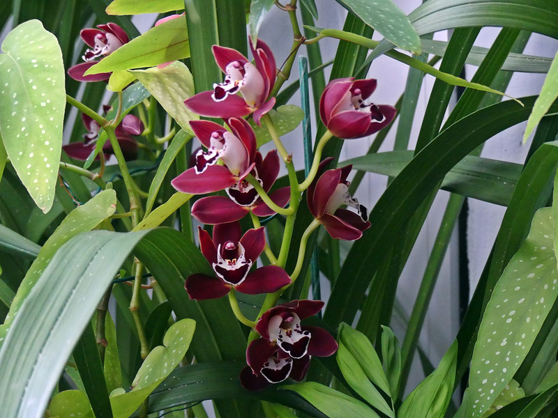 Orchidée cymbidium