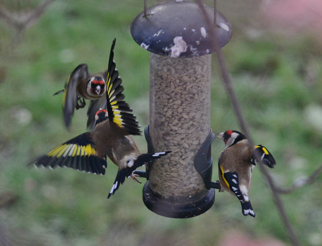 Food Fight. Goldfinches