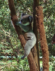 relaxed young koala