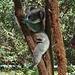 relaxed young koala