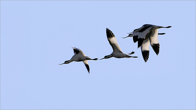 Avocettes