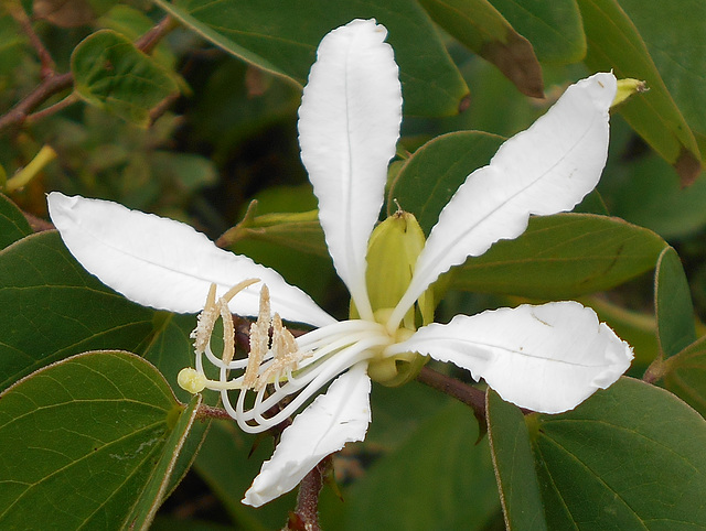 DSCN1435a - pata-de-vaca Bauhinia forficata, Fabaceae Caesalpinioideae
