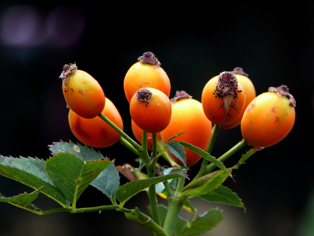 bouquet di bacche