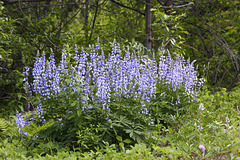 Elegant Lupine