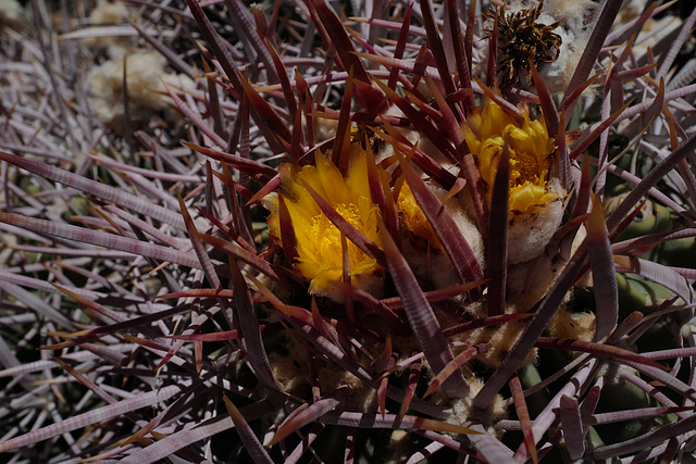 Ferocactus hamatacanthus, Turk's head, Barrel cacti, Death Valley USA