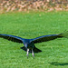 American black vulture in flight