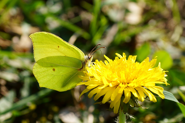 Gonepteryx rhamni (Weibchen) auf Löwenzahn