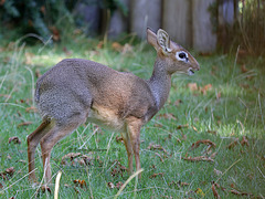 Kirk-Dikdik (Wilhelma)