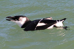 EOS 90D Peter Harriman 12 54 33 49640 razorbill dpp