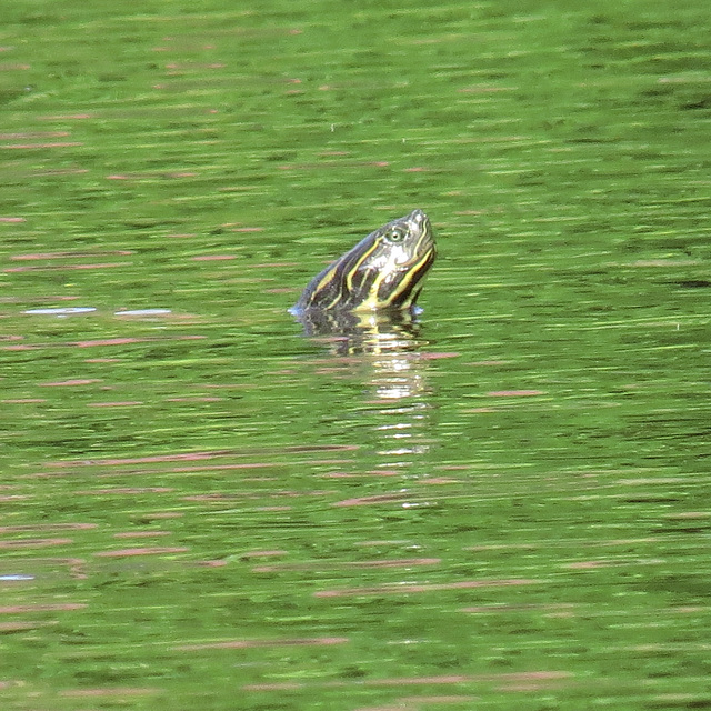 Painted turtle