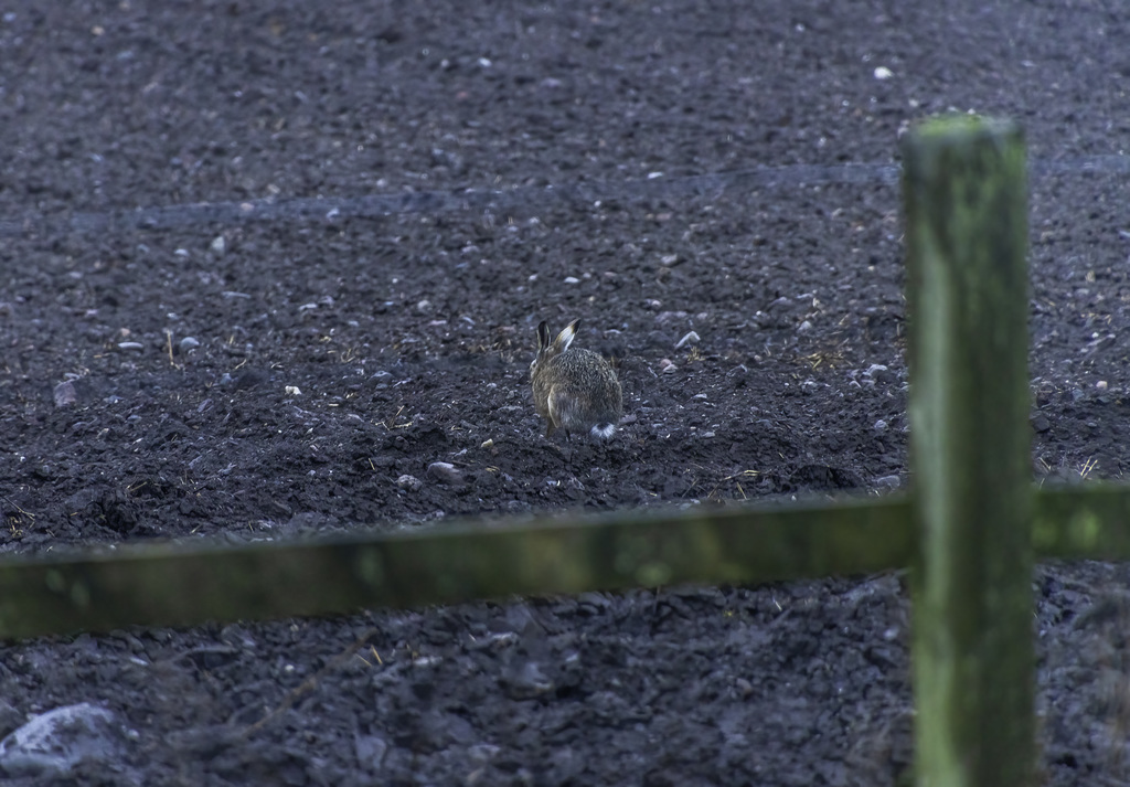 Hare in the field