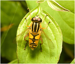 EF7A3945 Hoverfly