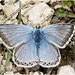 IMG 0040 ChalkhillBlue