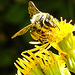 20230722 2800CPw [D~LIP] Jakops-Greiskraut, Bindensandbiene (Andrena flavipes), BS
