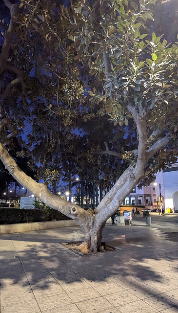 Arbre marocain au petit matin / Early morning morrocan tree