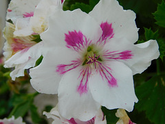 Pelargonium grandiflorum Willd***************