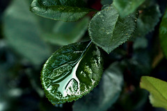 leaf drop leaf drop