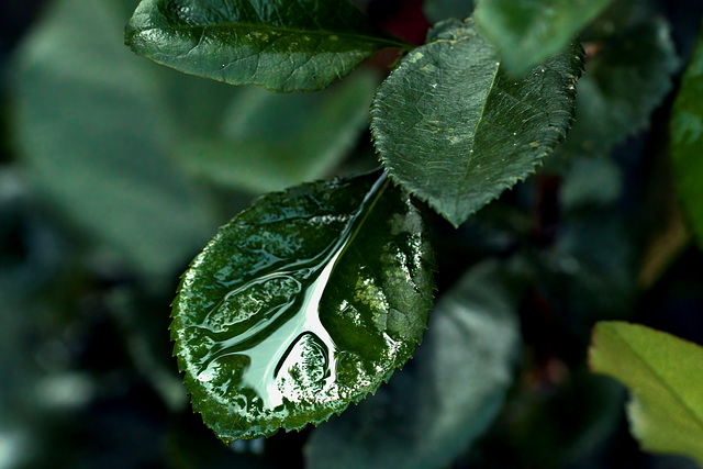 leaf drop