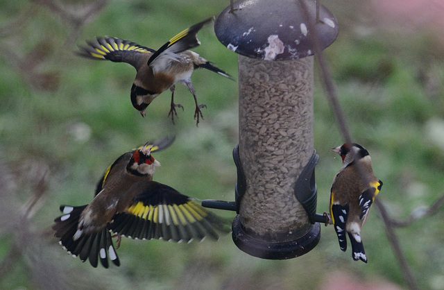 Food Fight. Goldfinches