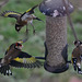 Food Fight. Goldfinches