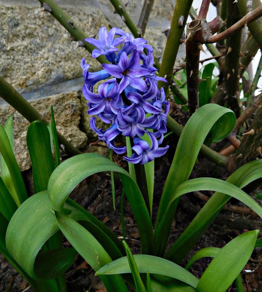 une jacinthe ne fait pas le printemps,