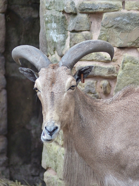 Dudley Zoo (23) - 9 September 2016