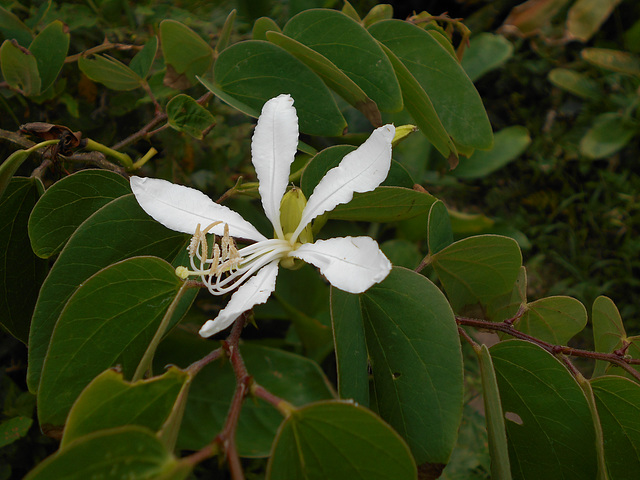 DSCN1436 - pata-de-vaca Bauhinia forficata, Fabaceae Caesalpinioideae