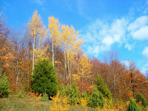 Colors of a late autumn