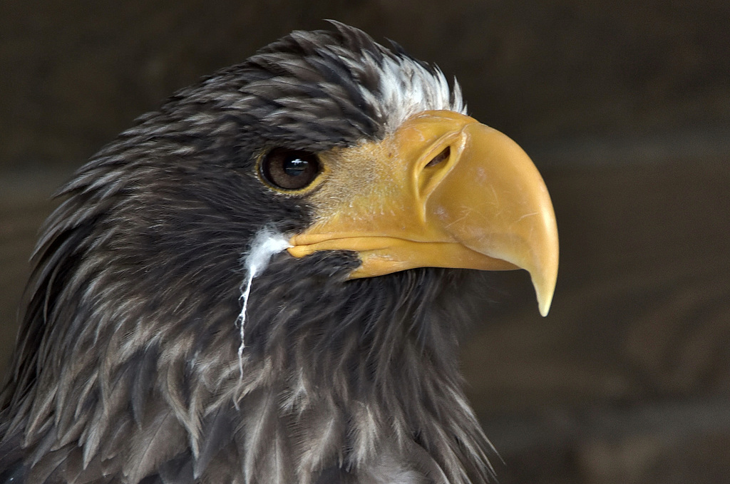 Seeadler